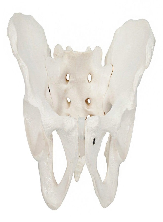 Axis Scientific Skeletal Model of The Male Pelvis | Cast from a Real Human Pelvis Skeleton | Life Size Model Shows Important Anatomy of The Pelvic Region | Includes Product Manual | Made by Axis Scientific - Image 1